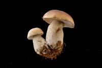 Cèpe de Bordeaux - sporophore (Boletus edulis)